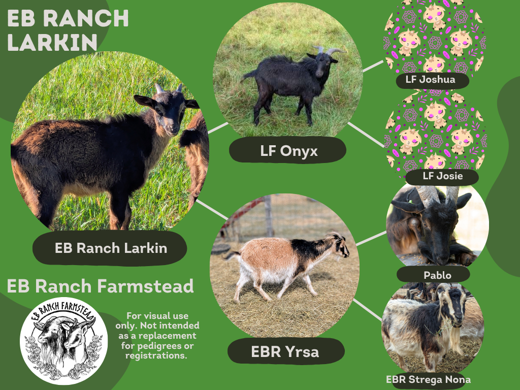 EB Ranch Larkin
DOB: 4/1/26
Male: Tan and black
Dam: EB Ranch Yrsa
Sire: LF Onyx