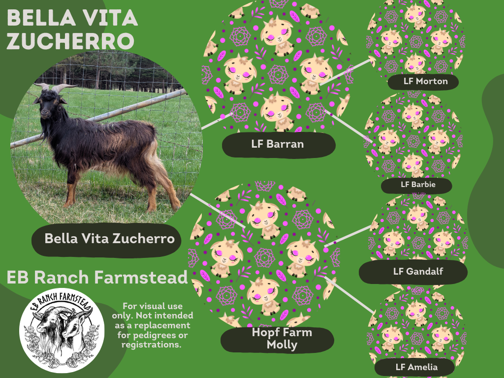 Bella Vita Zucherro is a Tepper line buck. He will be paired with a number of Tepper line does to help grow the Tepper line. Registered with the SCIGBA. DOB: 12/22/2022
