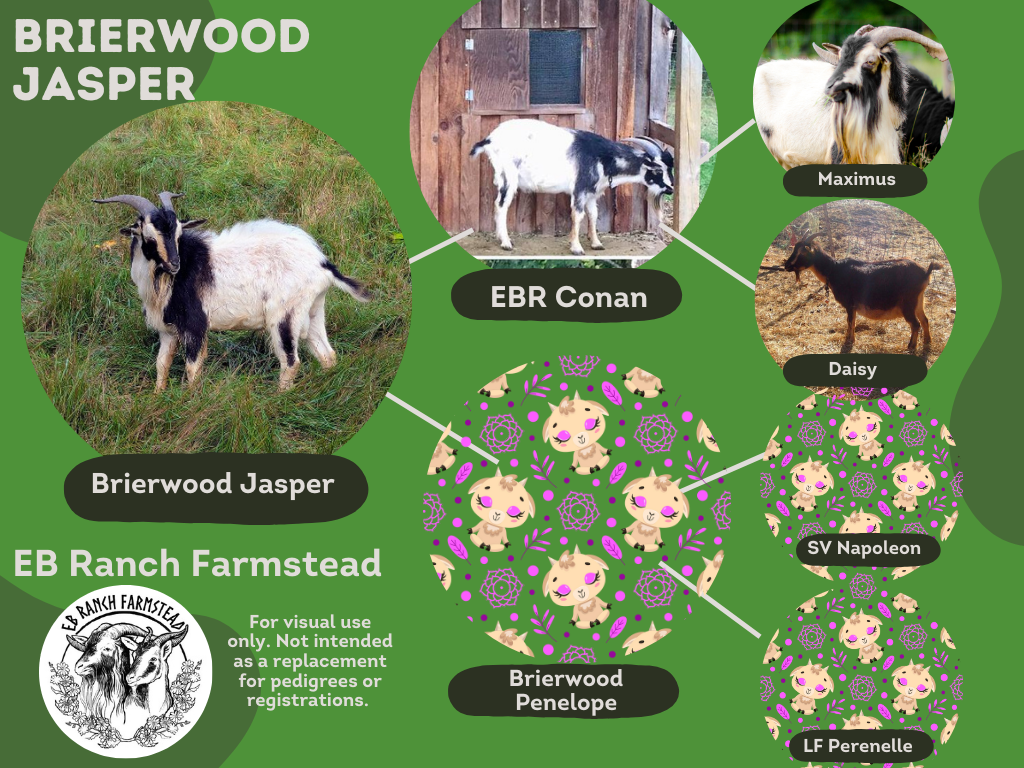 Brierwood Jasper very uncommon cream colored buck. His lineage comes from EB Ranch Farmstead. There is sadly no other known existing cream SCI Goats left except ones that came from EB Ranch's original buck named Maximus. though there are cream and se