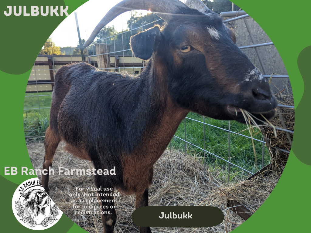 Julbukk is a wethered buck that came to live out his days from the Miller Park Zoo. This handsome fella enjoys the company of humans. And all the treats and butt scratches that come with it. Look out for Julbukk during in-person events. Both he and L