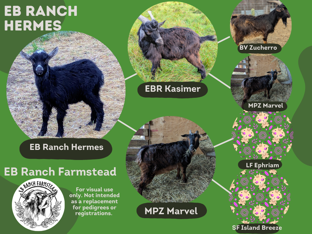 EB Ranch Hermes
DOB: 4/22/26
Male: Self-black with frosted ears, nose, and tail. 
Part of the Tepper Line Preservation Project.
Dam: MPZ Marvel
Sire: EB Ranch Kasimer