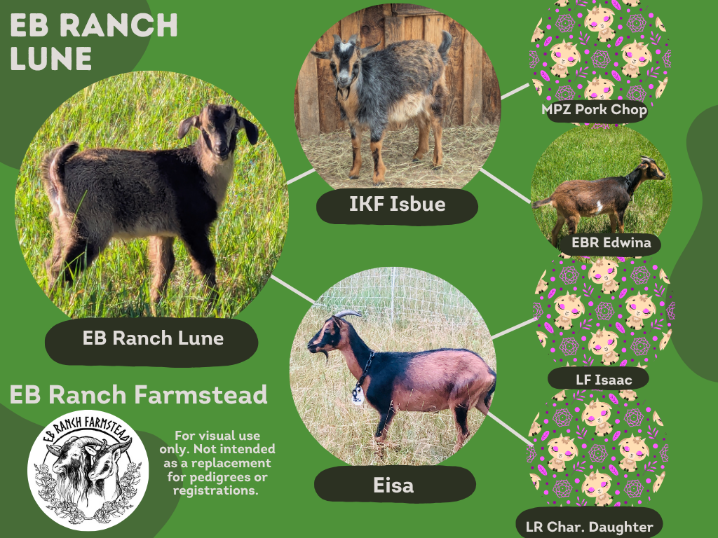 EB Ranch Lune
DOB: 5/9/26
Female: Tan and black.
Part of the Tepper Line Preservation Project.
Dam: EB Ranch Eisa
Sire: Iron Kettle Isbue