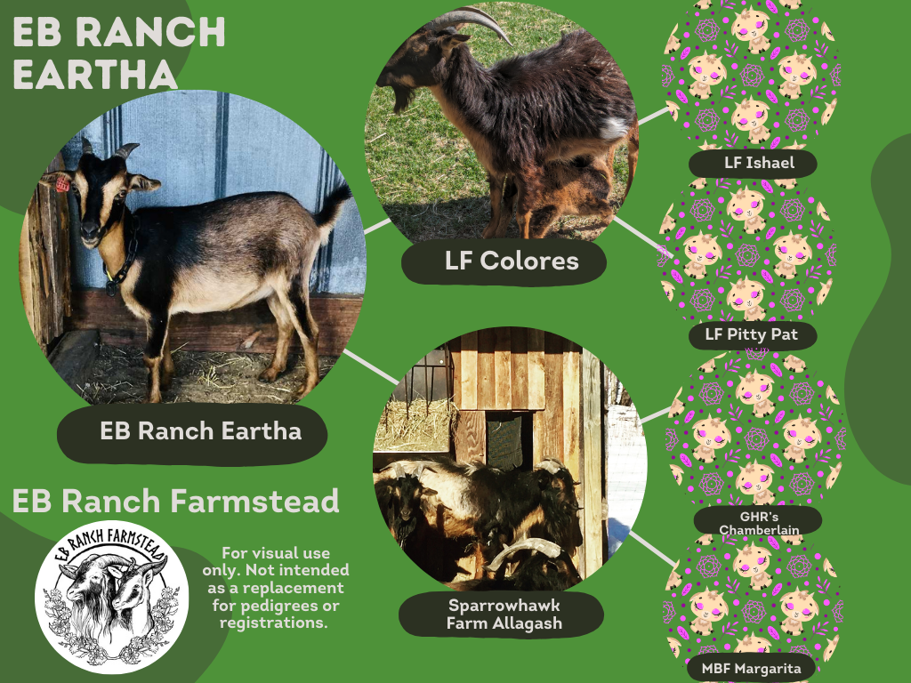 Meet The Herd — EB Ranch Farmstead