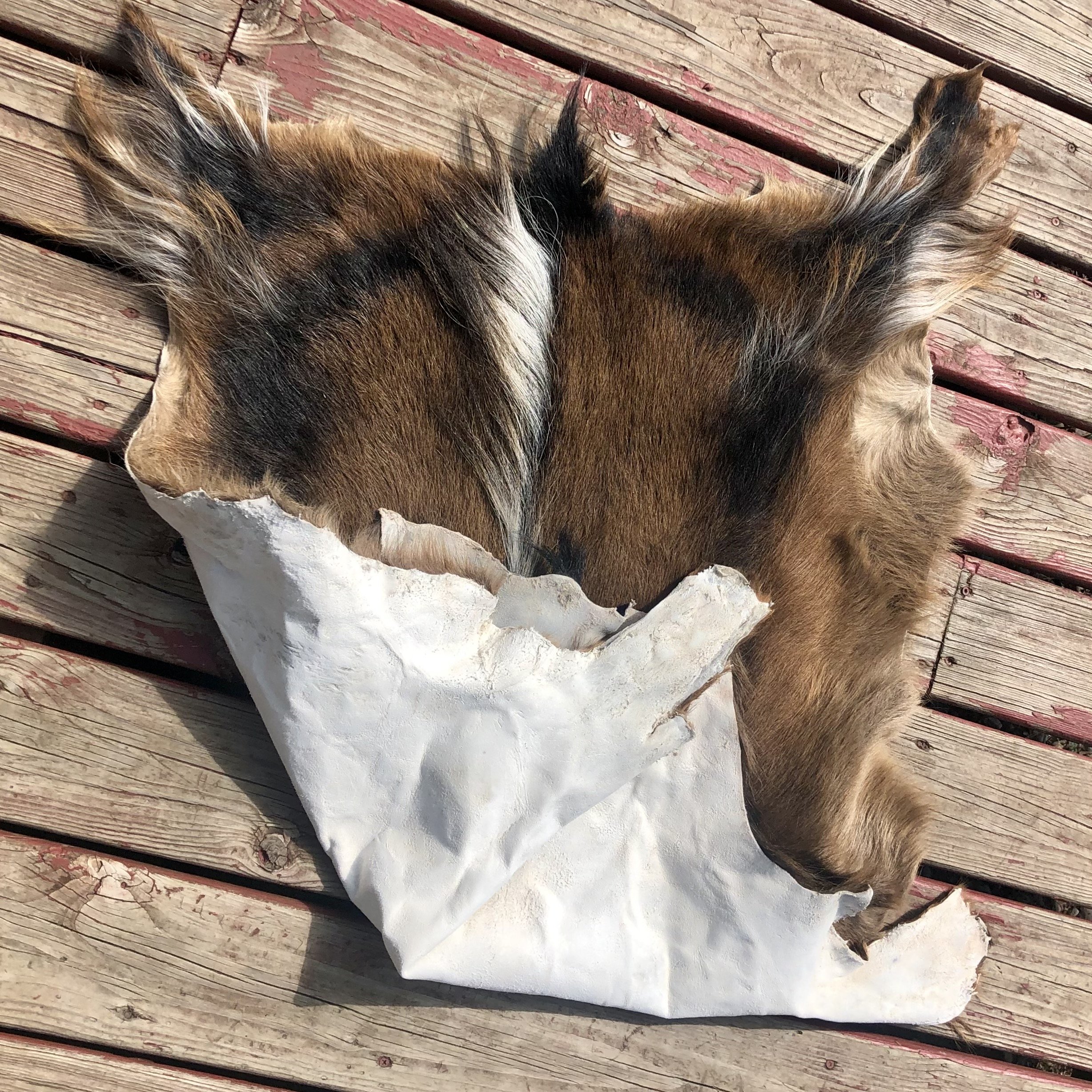 tanned hide, goat hide, naturally tanned, san clemente island goat, sci goat,
