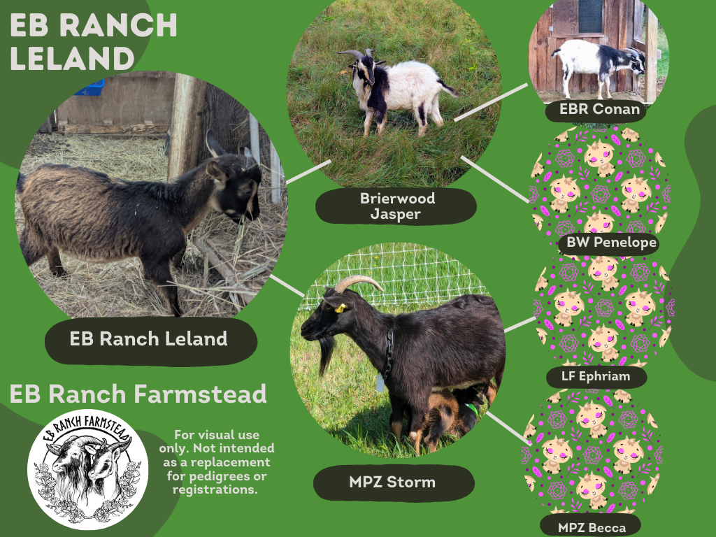 EB Ranch Leland is Garland's brother. He did not inherit his brother's cream color. Though he is a cute little buckling Registered with the SCIGBA. DOB: 6/11/2025