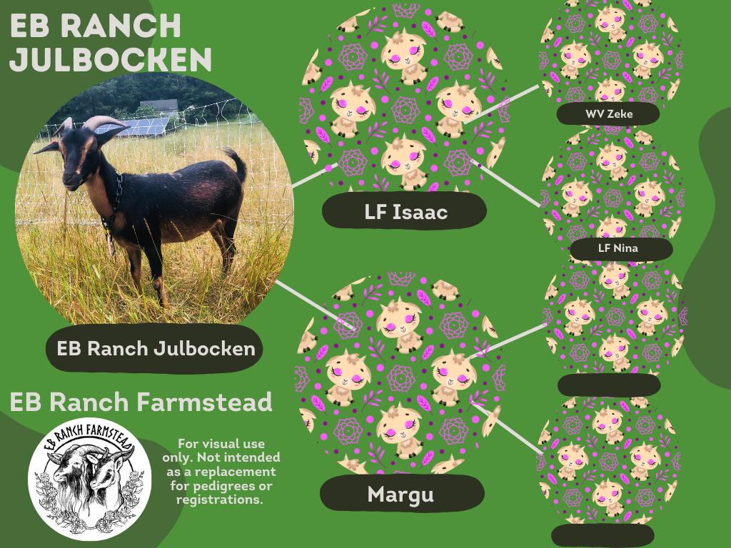 EB Ranch Eisa grew up a the EB Ranch Farmstead, lived at the Miller Park Zoo for a few years. But is making her way back to the farmstead to live out her life. An average attentive mother. Registered with the SCIGBA. DOB: 4/1/2018