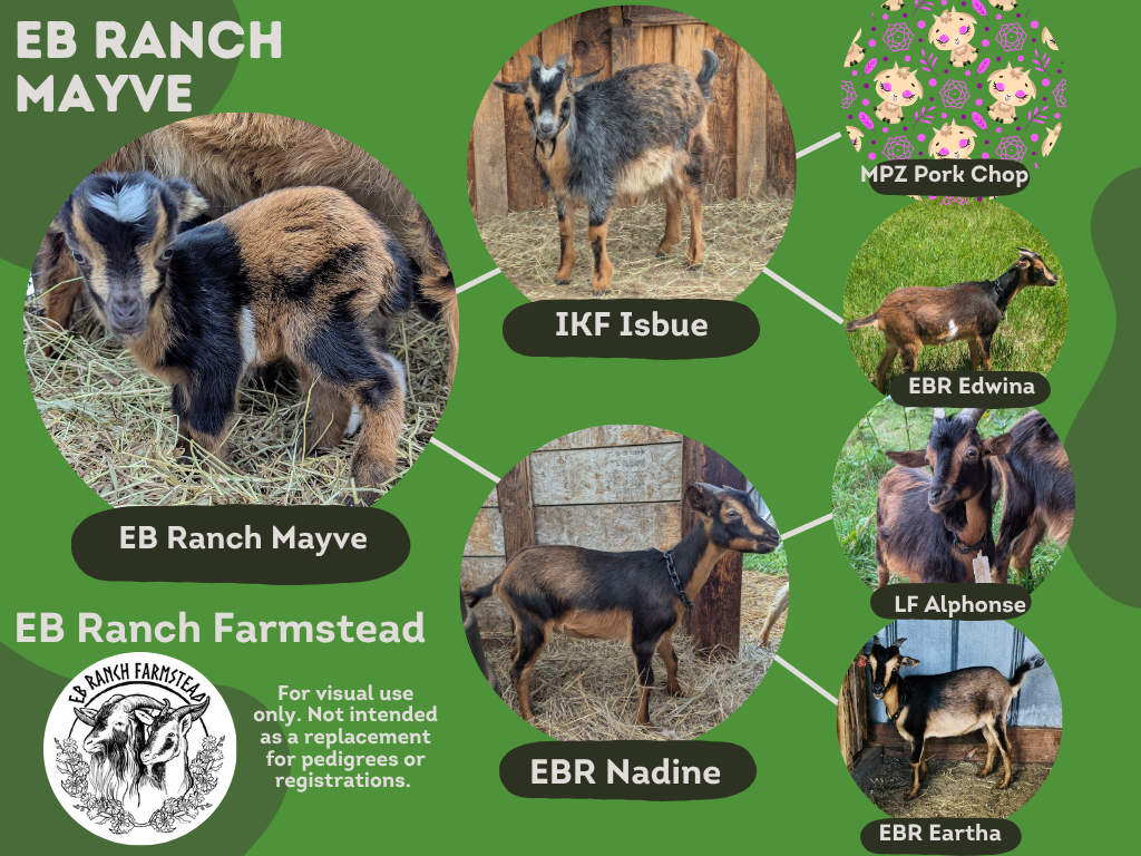EB Ranch Mayve
DOB: 4/13/26
Female: Tan and black with white belly blaze.
Part of the Tepper Line Preservation Project.
Dam: EB Ranch Nadine
Sire: Iron Kettle Isbue