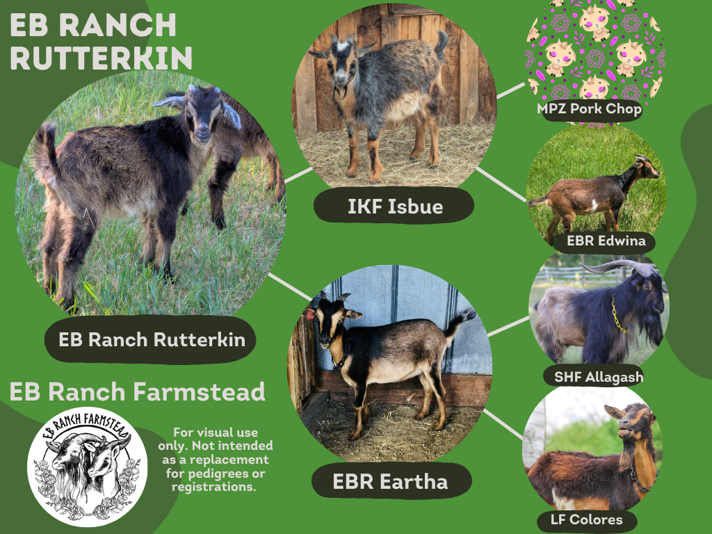 EB Ranch Rutterkin
DOB: 4/1/26
Male: Tan and black with frosted nose and ears.
Part of the Tepper Line Preservation Project.
Dam: EB Ranch Eartha
Sire: Iron Kettle Isbue