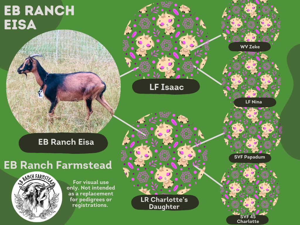 EB Ranch Eisa is a Tepper line doe. She grew up a the EB Ranch Farmstead, lived at the Miller Park Zoo for a few years. But is making her way back to the farmstead to live out her life. An average attentive mother. Registered with the SCIGBA. DOB: 4