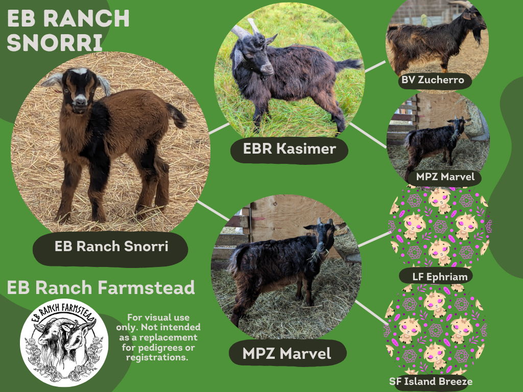 EB Ranch Snorri
DOB: 4/22/26
Male: Tan and black with frosted ears, nose and tail. 
Dam: MPZ Marvel
Sire: EB Ranch Kasimer
