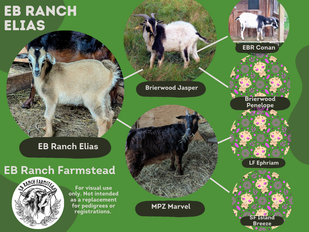 EB Ranch Elias very uncommon cream colored buck. His lineage comes from EB Ranch Farmstead. There is sadly no other known existing cream SCI Goats left except ones that came from EB Ranch's original buck named Maximus. though there are cream and self