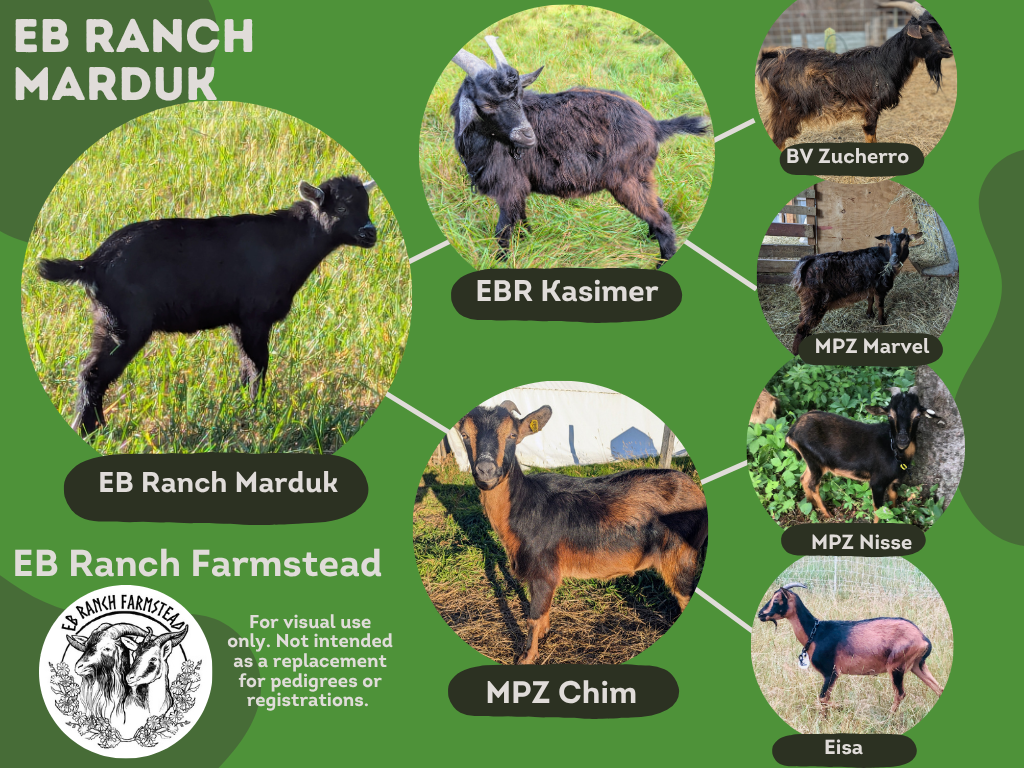 EB Ranch Marduk
DOB: 4/20/26 
Male: Self-black with frosted ears and nose. Part of the Tepper Line Preservation Project. Dam: MPZ Chim Sire: EB Ranch Kasimer