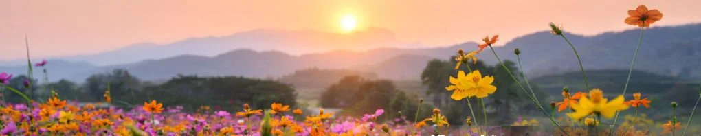 Blooming flowers and rising sun.
