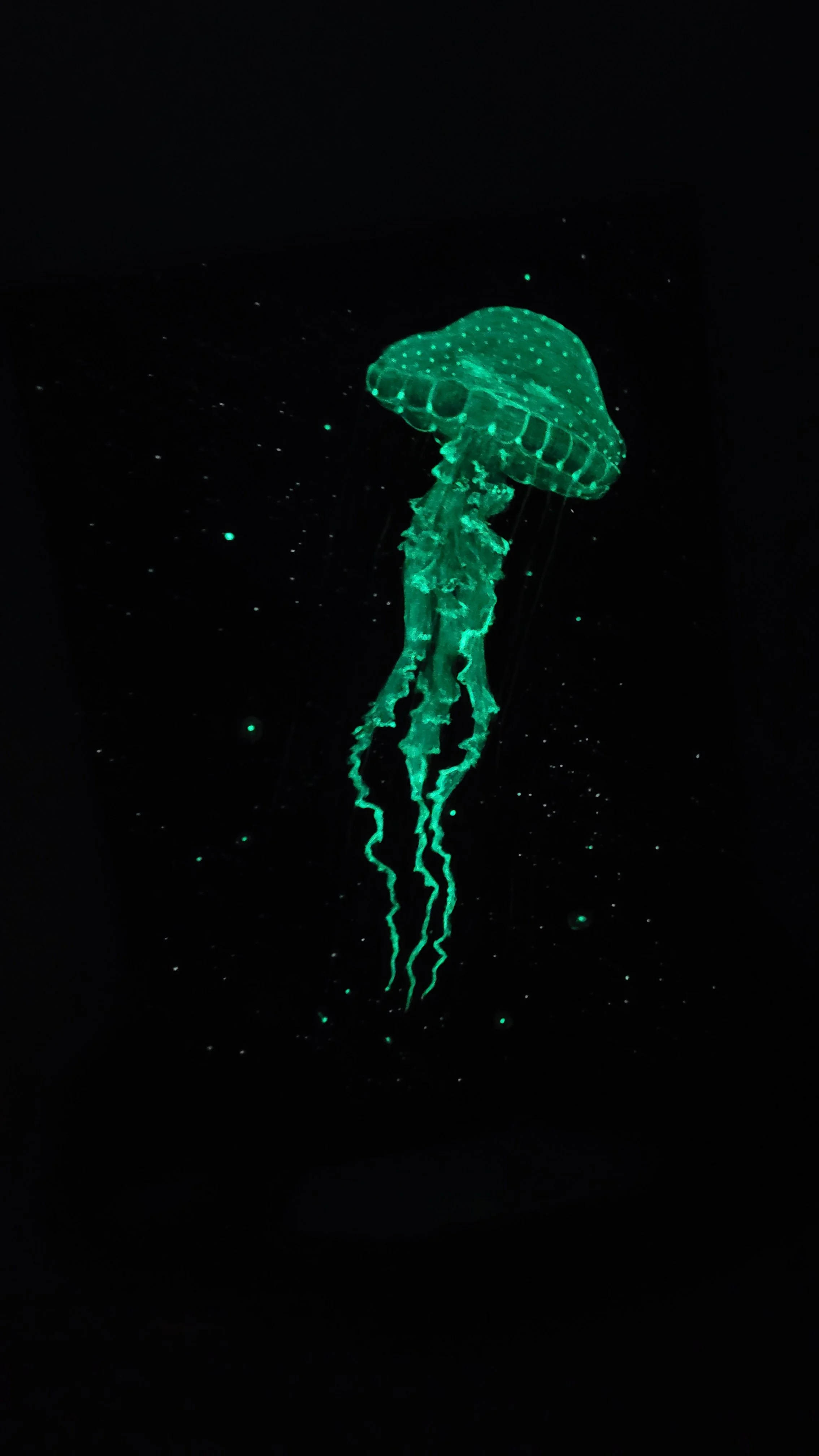 Jellyfish No. 2 - glowing
