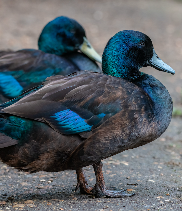 Cayuga ducks.png