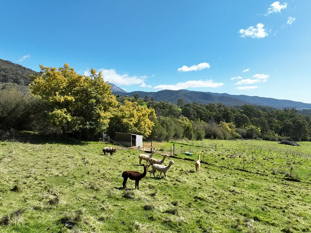 buffalo mountain view with alpaca.webp
