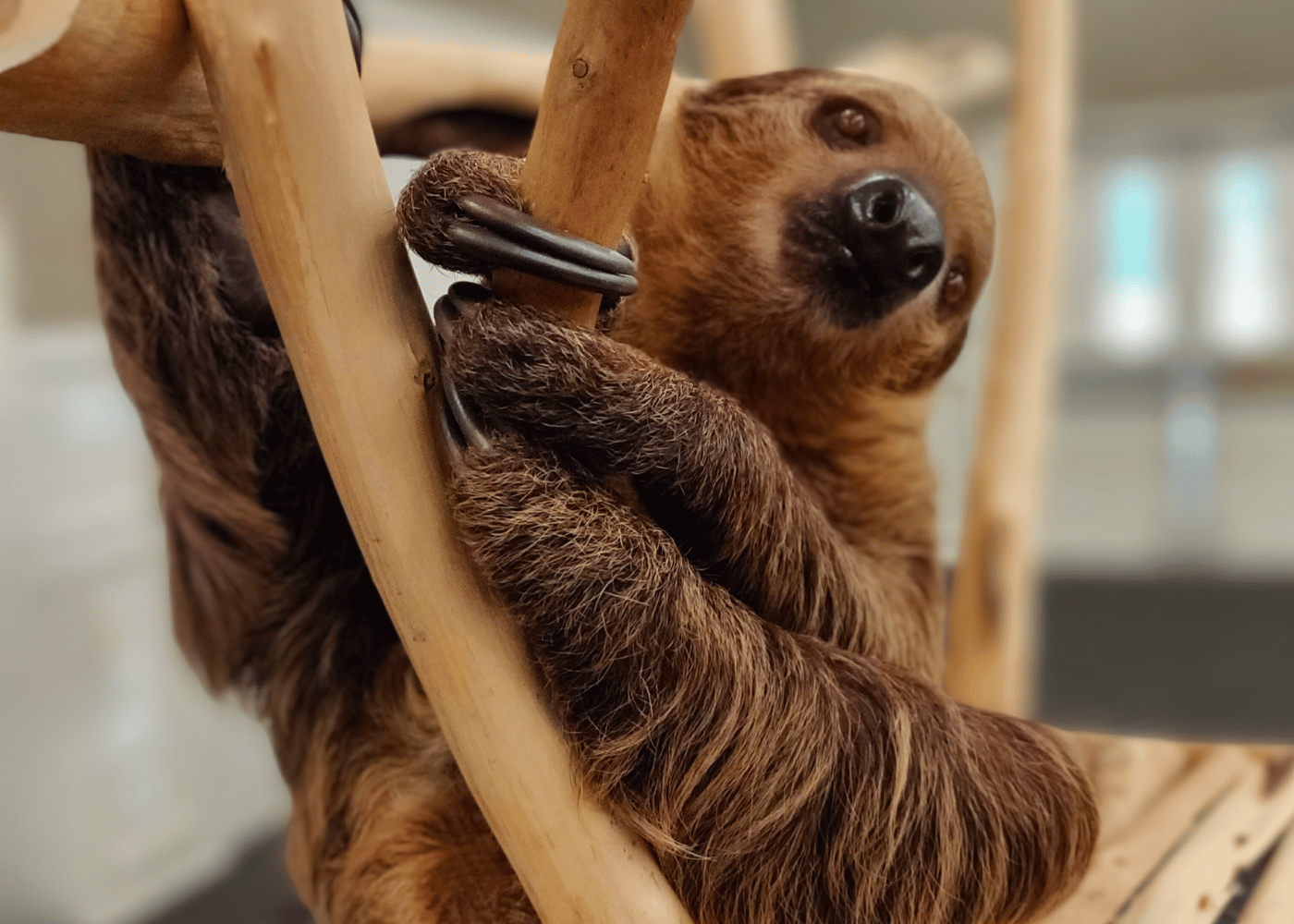 STRETCHING WITH A SLOTH