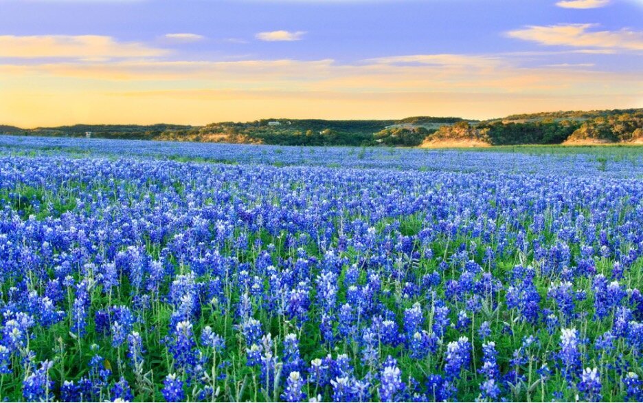 Bluebonnets in Boerne