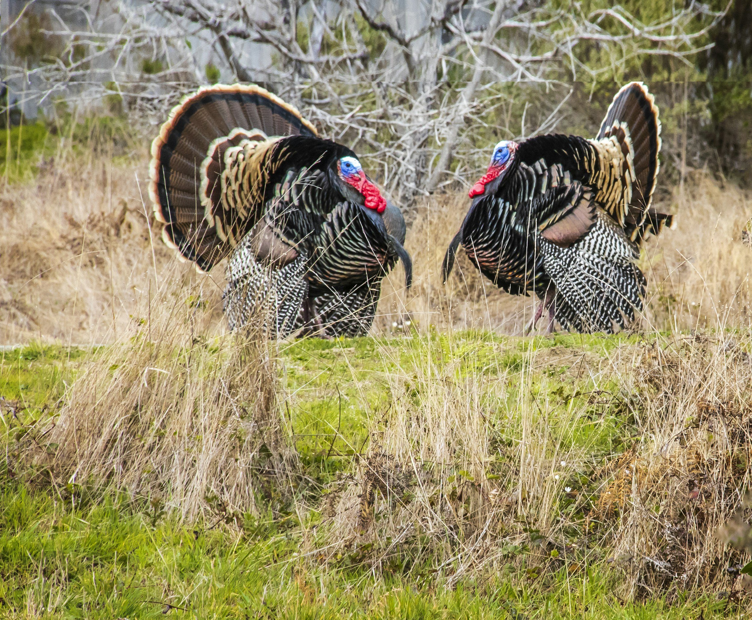 Storytime and Craft: Wild Turkeys