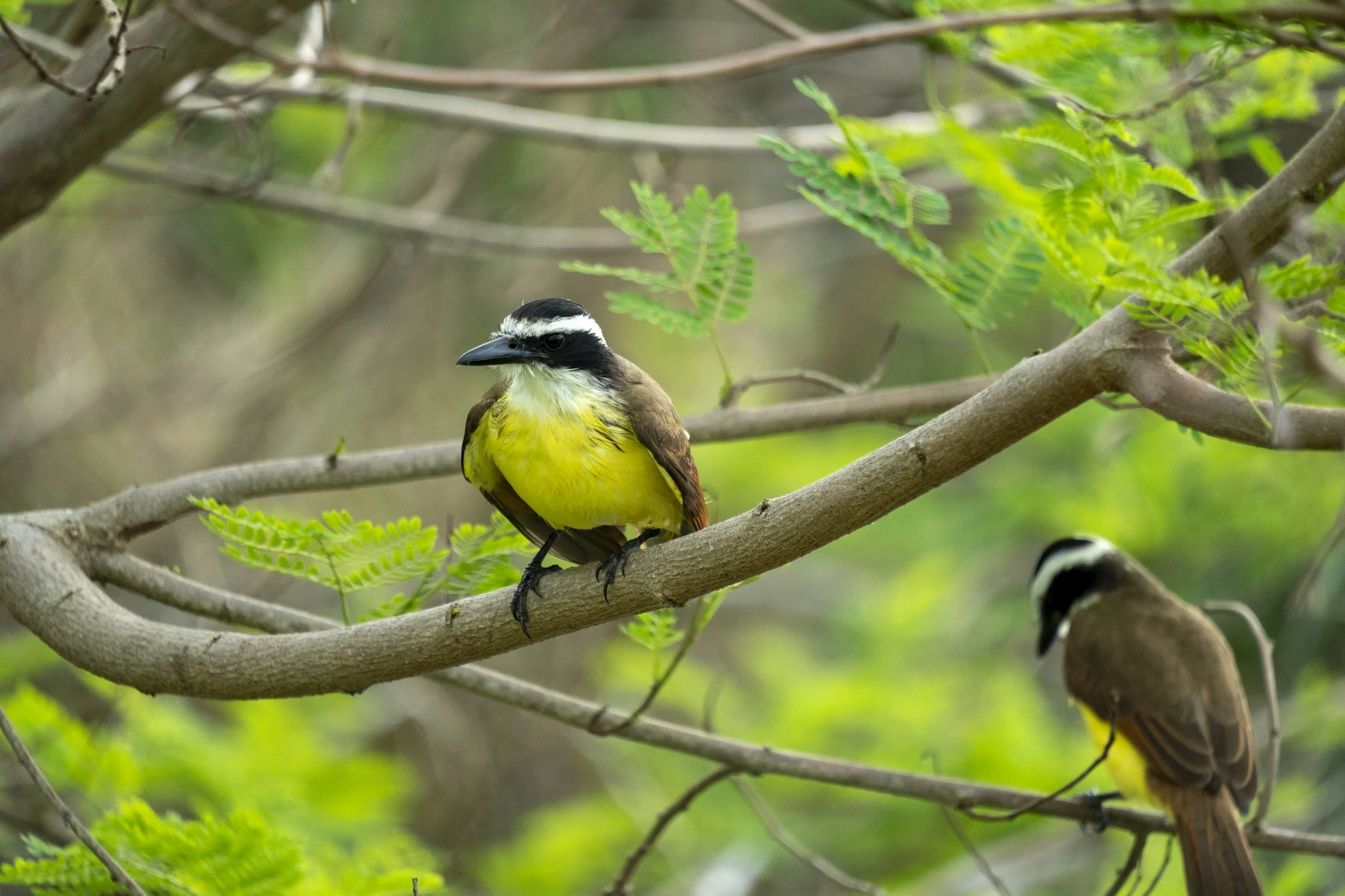 Guided Bird Walk at Honey Creek State Natural Area