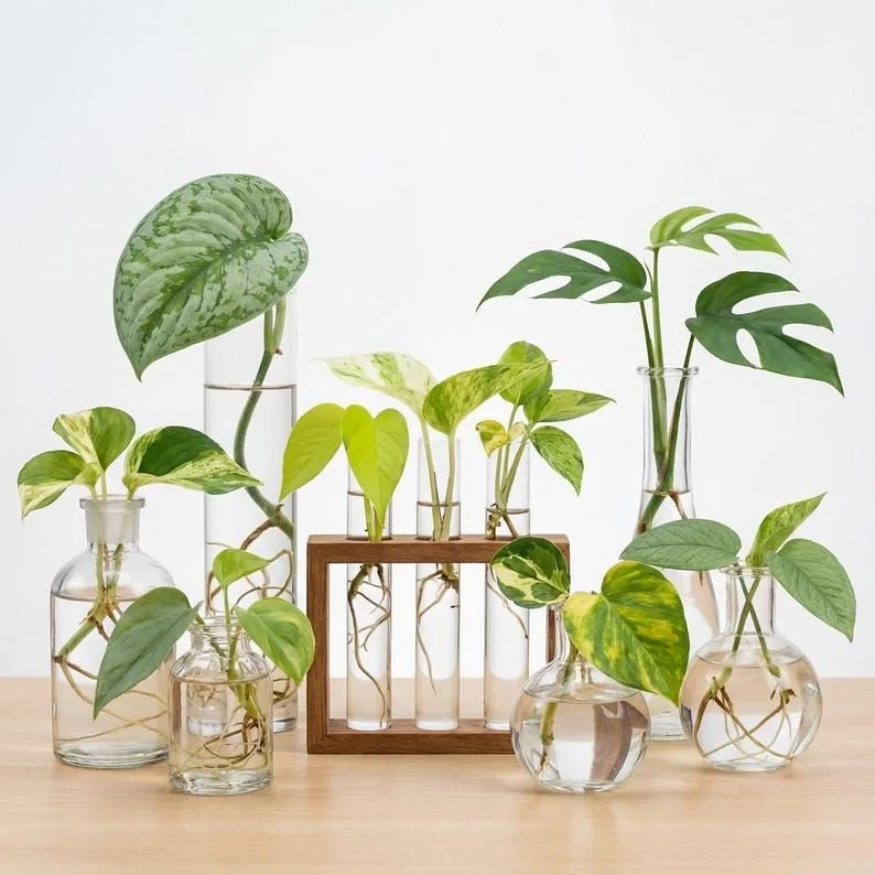 Spring Plant Cutting Swap at Free Roam Brewing Co. 🌿🪴