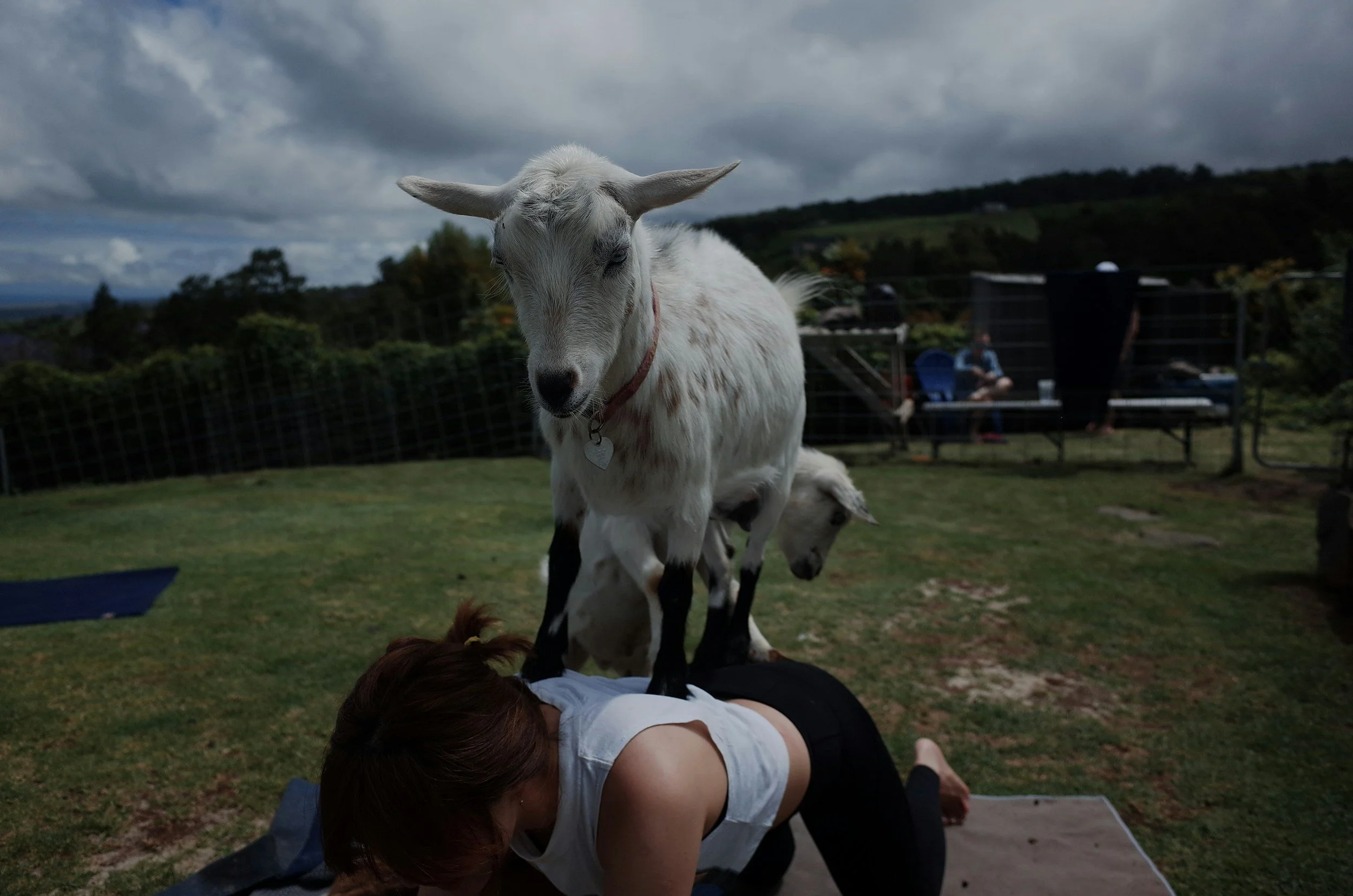 Goat Yoga at Herff Farm
