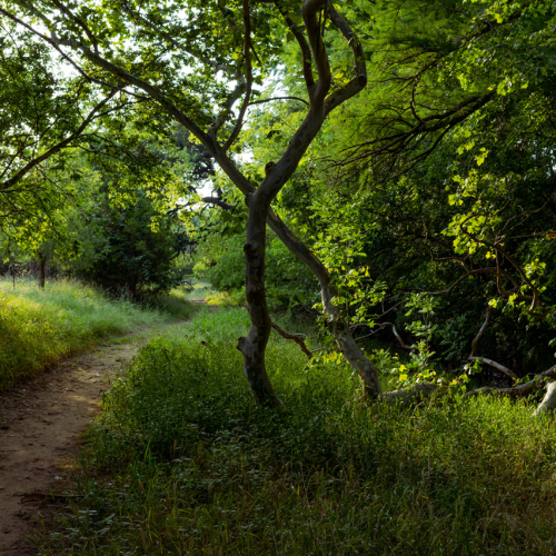 Wednesday Walks with Noah