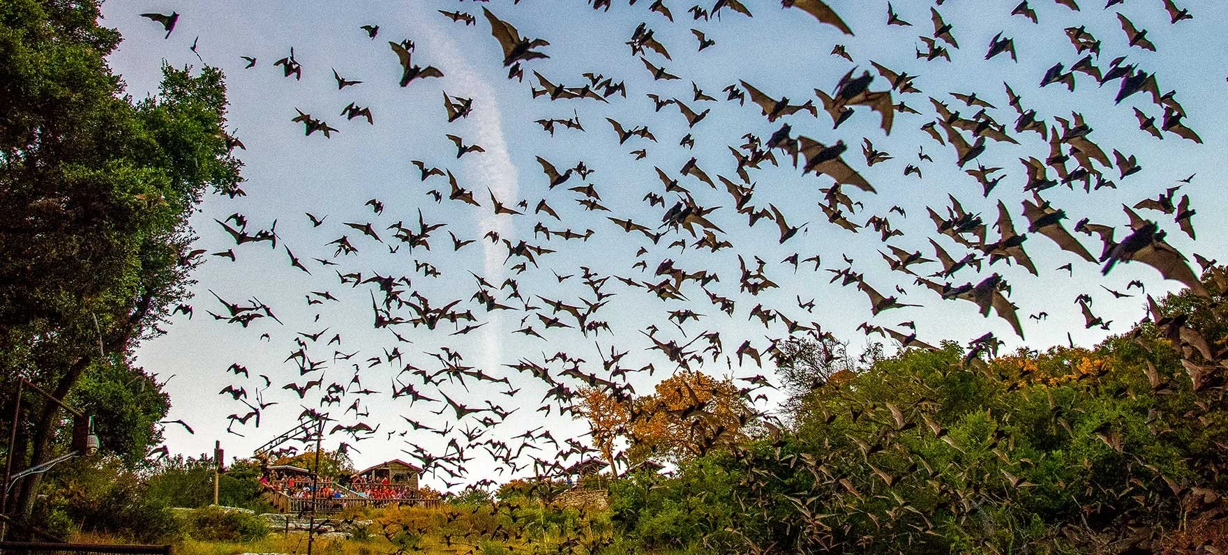Bat Watching at Old Tunnel State Park