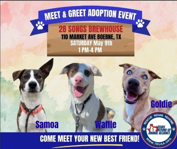 Dog Adoption Event at 28 Songs Brewhouse + Kitchen