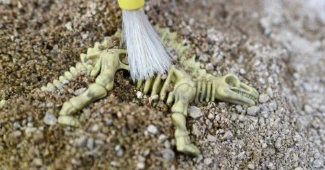 Fossil Finders: Buried in Time