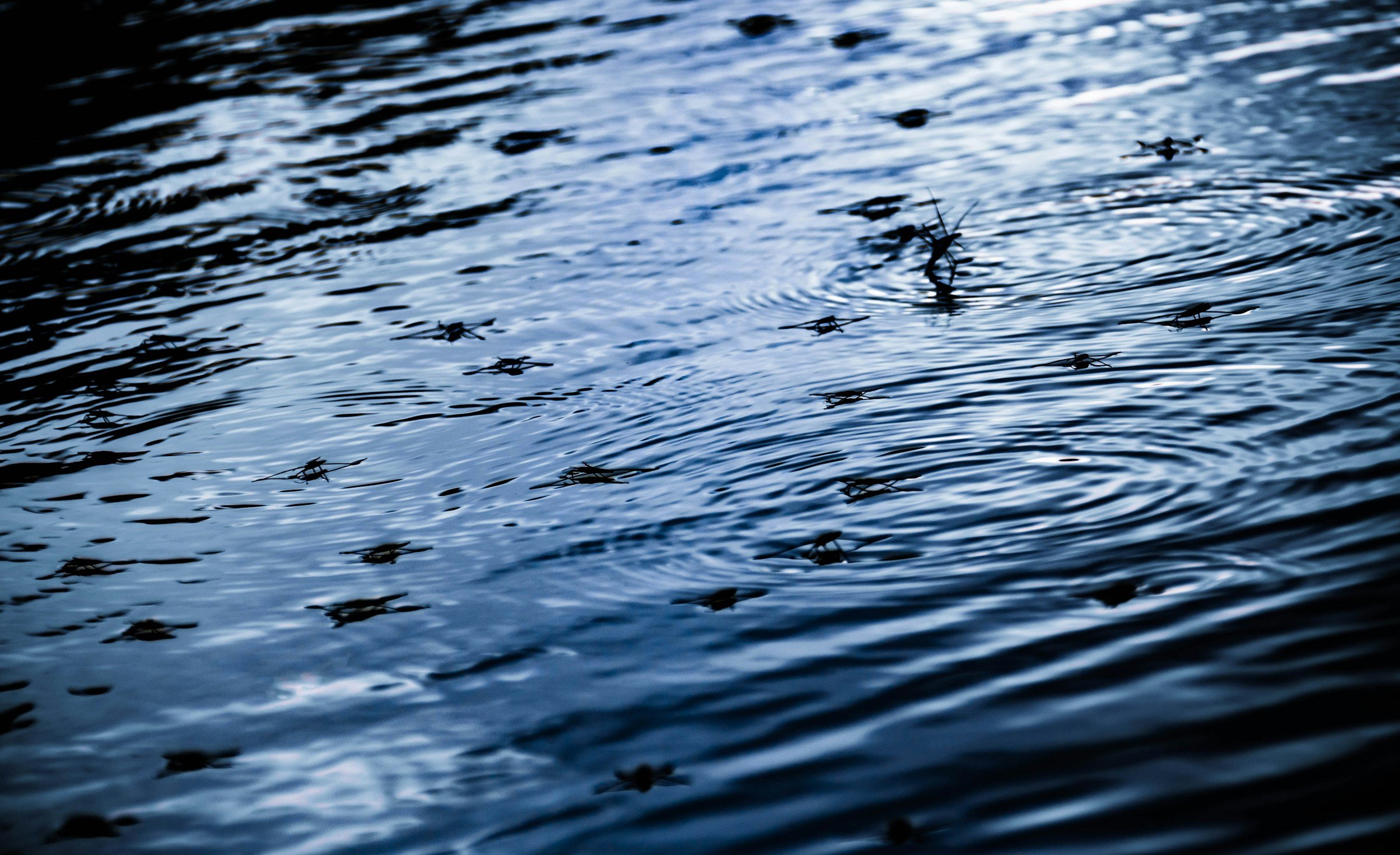 River Bugs, Oh My! at Guadalupe River State Park