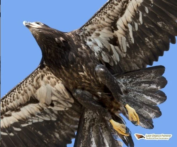 Birds of Prey Show at the Library