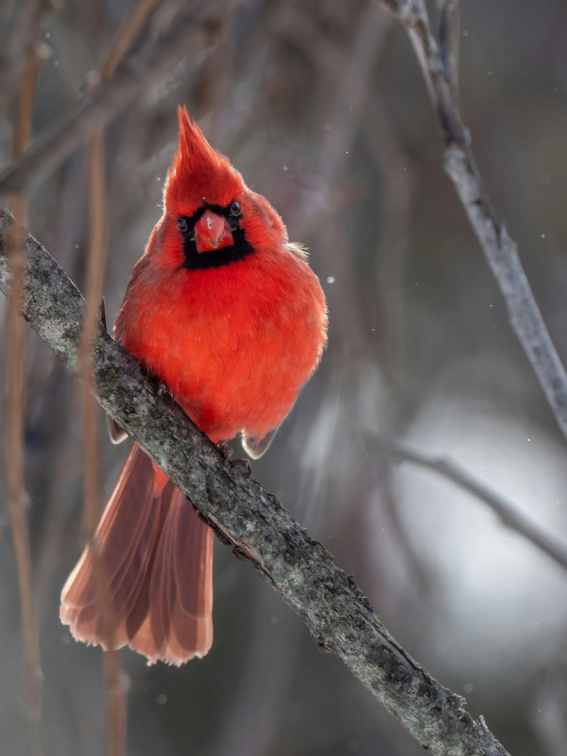 Intro to Birding