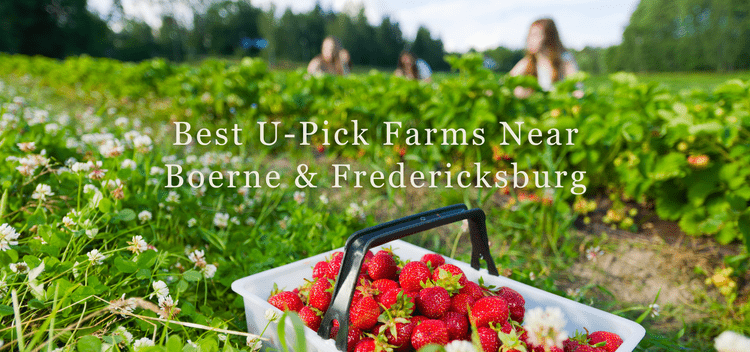 Boerne Love artwork for “U-Pick in Texas Hill Country”