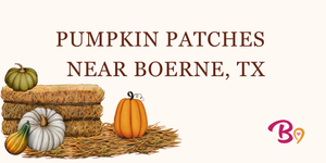 Boerne Love artwork for “Pumpkin Patches Near Boerne”