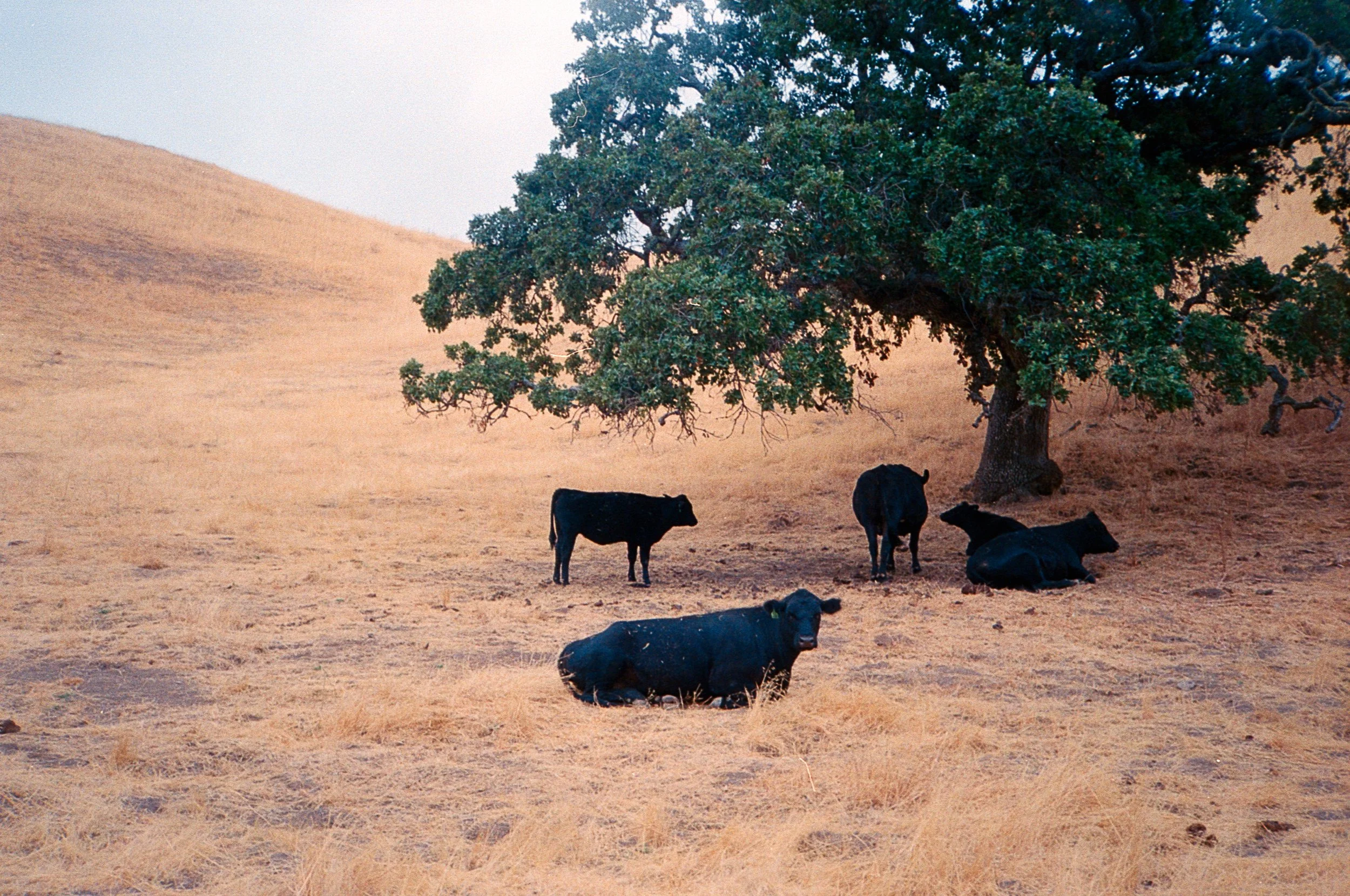 @sincerelybillie.png-31 (1).jpg