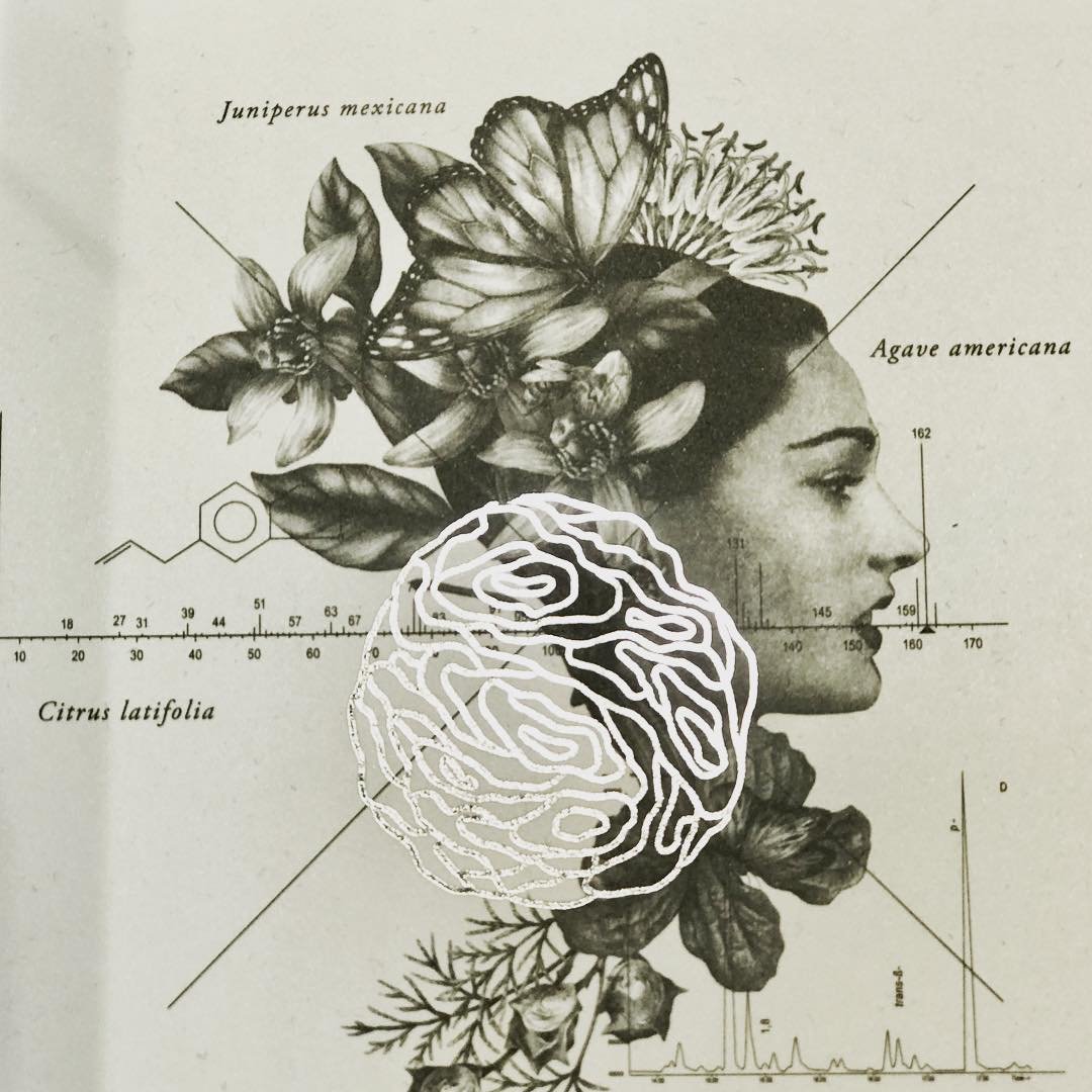 XIN&Uacute; &mdash; Study I. 
&mdash; 
 Before scent becomes perfume, it begins as landscape.

The Mexican perfume house Xin&uacute; builds its fragrances around the botany of the Americas &mdash; leaves, resins, woods and flowers translated into sce