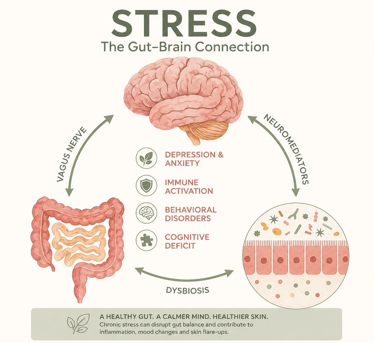 Image showing the connection between the dysbiosis, the vagus nerve and healthy skin. A healthy gut leads to a calmer mind and healthier skin.