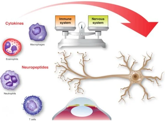 Meet Substance P: The Neuropeptide Behind Some of Your Most Frustrating Skin Symptoms&nbsp;
