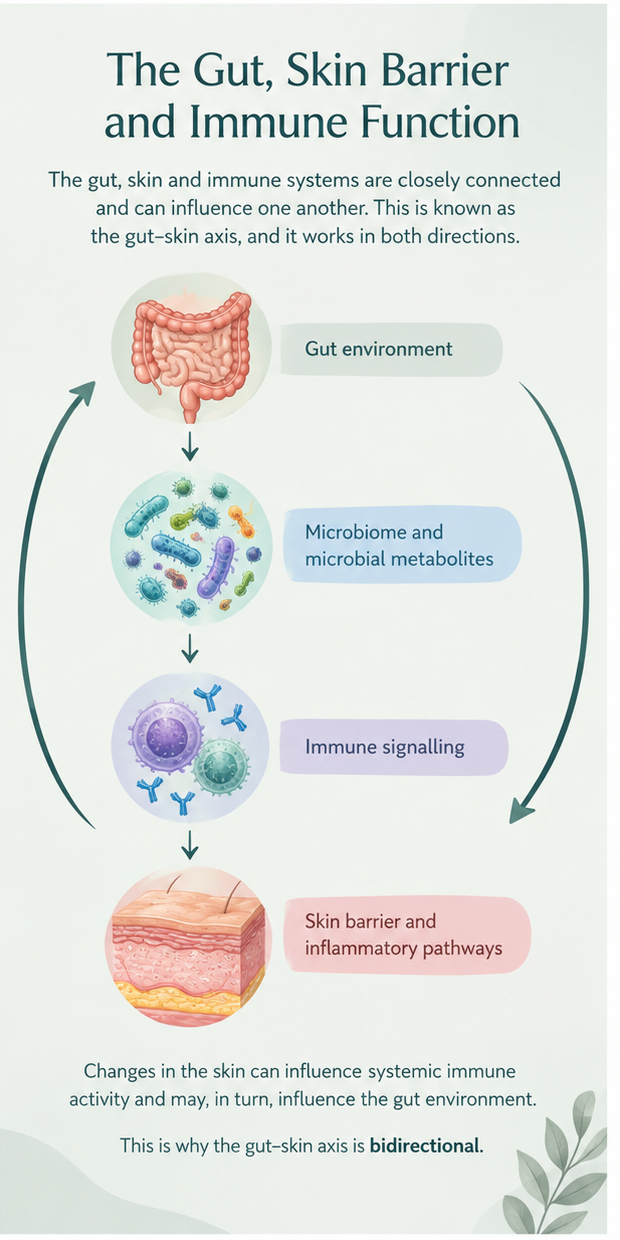 Diagram explaining the bidirectional gut–skin axis and the relationship between the gut environment, microbiome, immune signalling and skin barrier function.