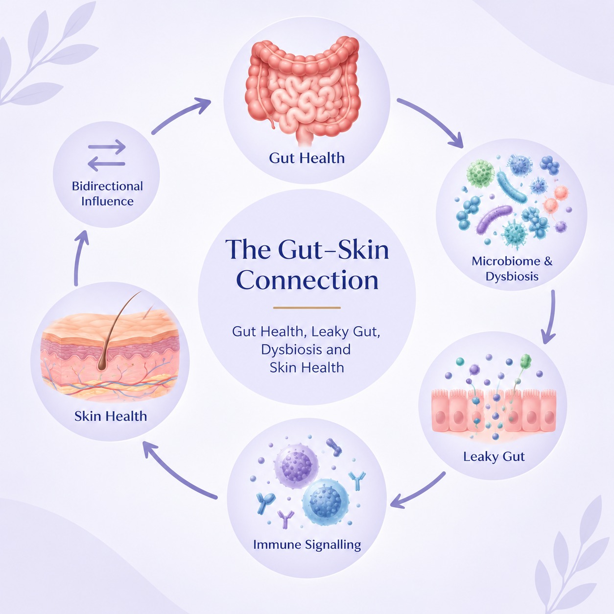 Diagram illustrating the bidirectional gut–skin connection between gut health, the microbiome, intestinal barrier, immune signalling and skin health.