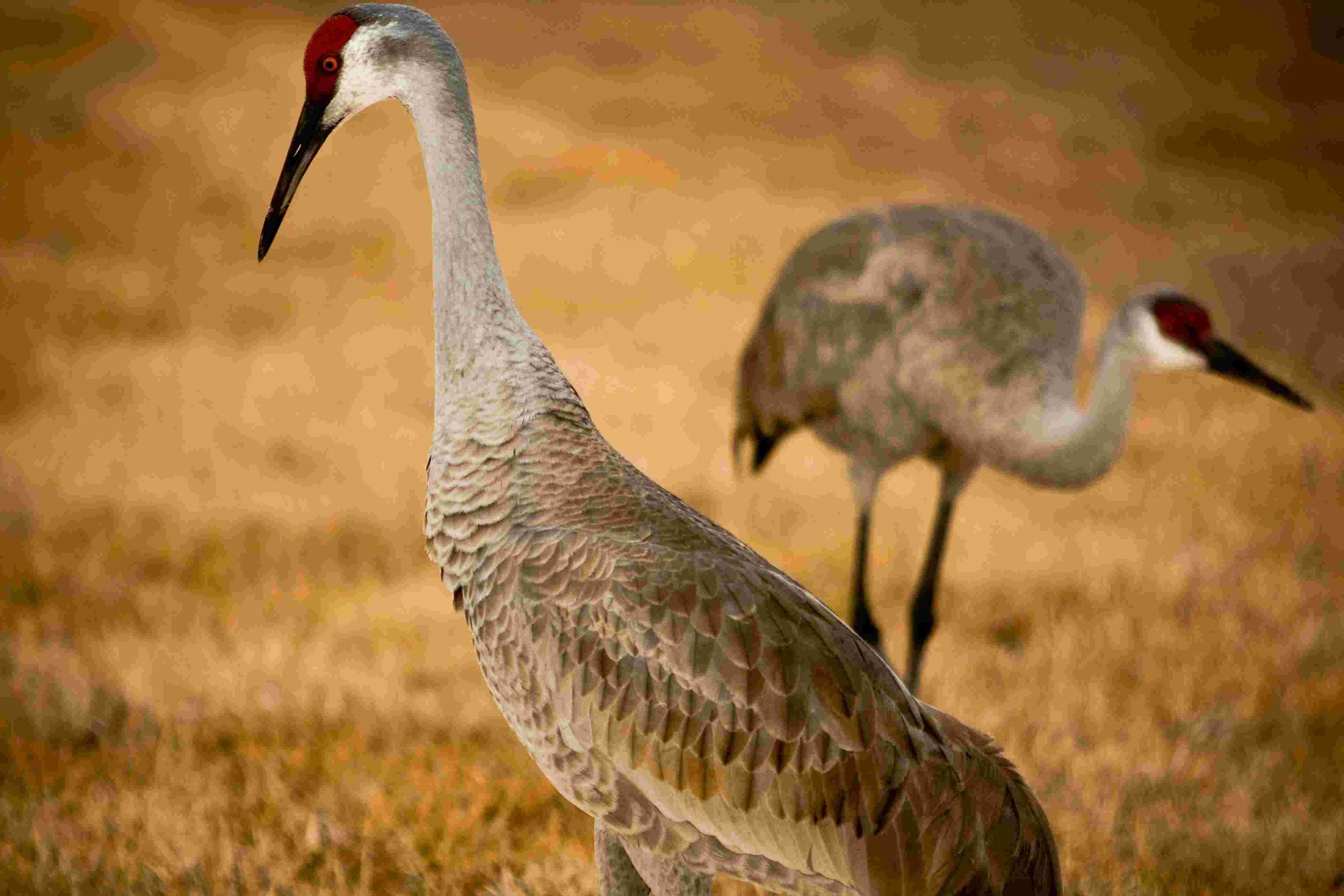 Sandhill Crane Migration (Platte River) - Bonaventure