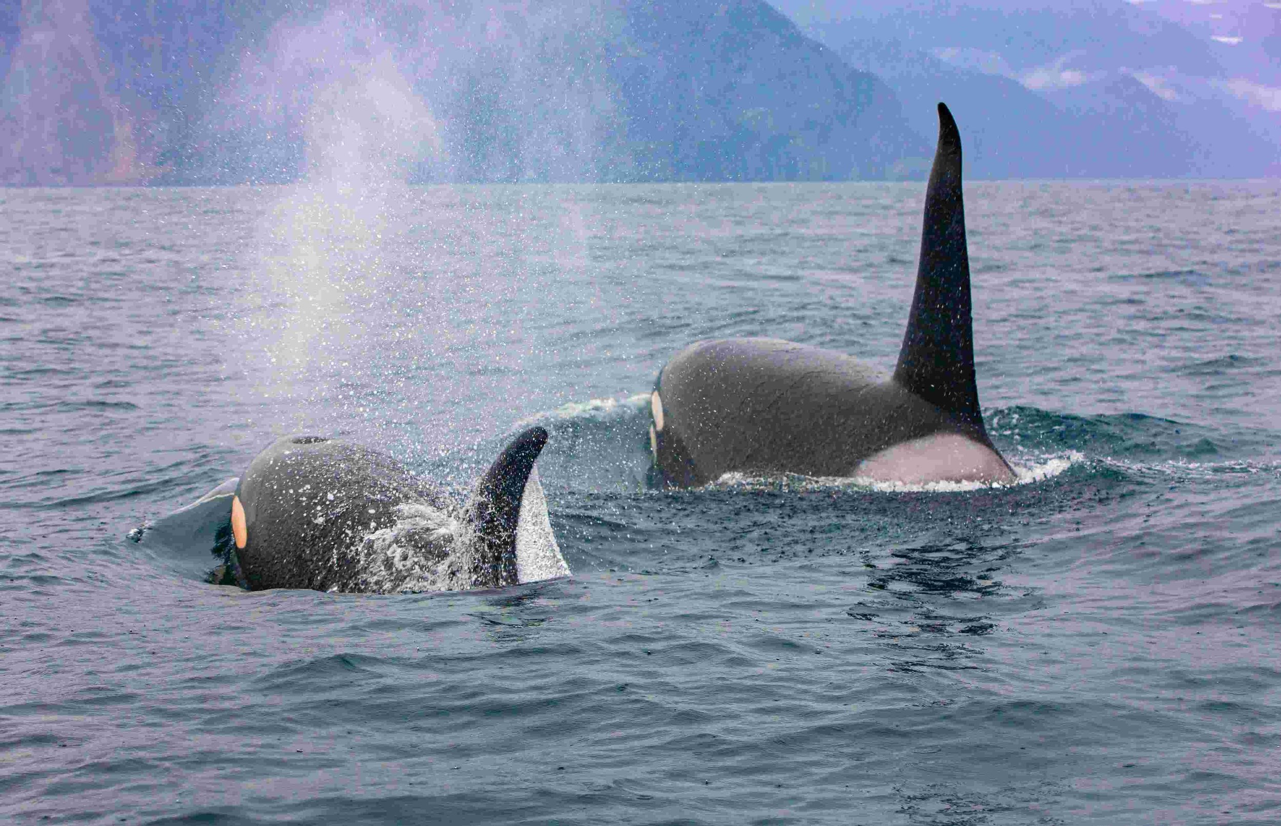 Whale Trail off Ruby Beach - Bonaventure