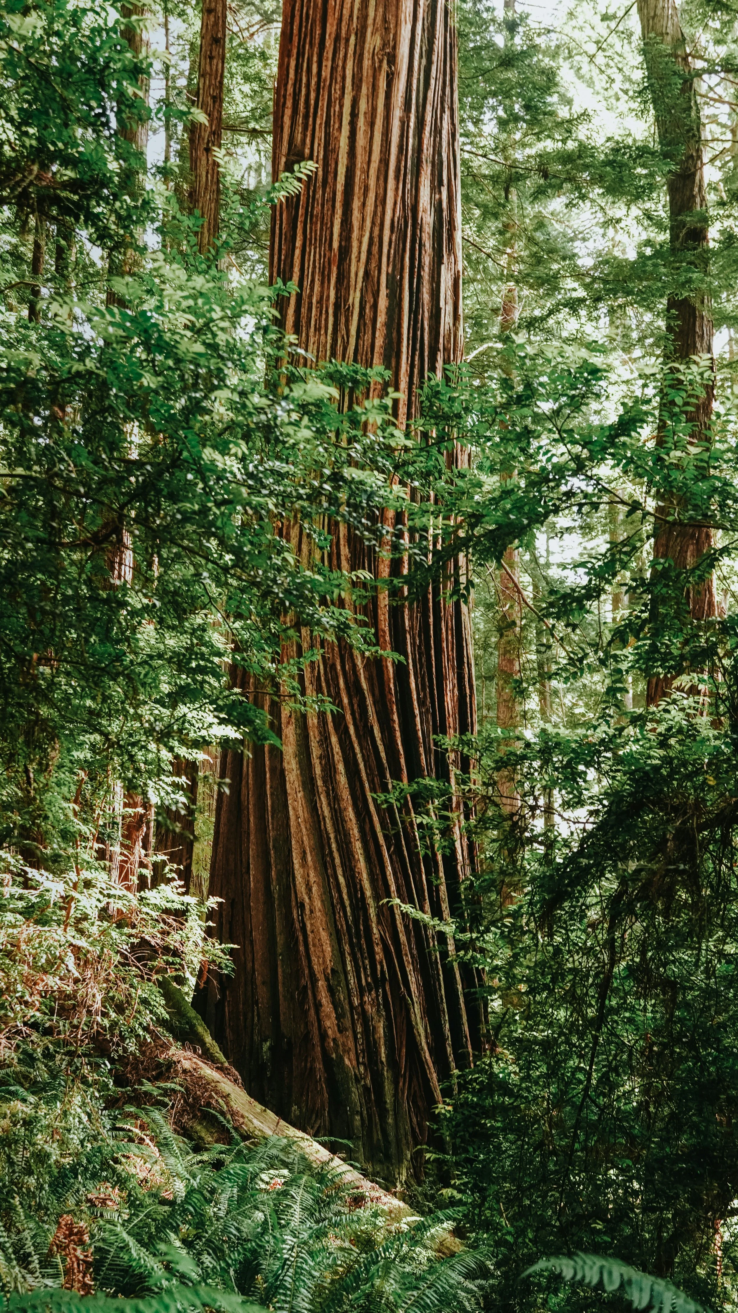 Redwoods National Park Ash Scattering