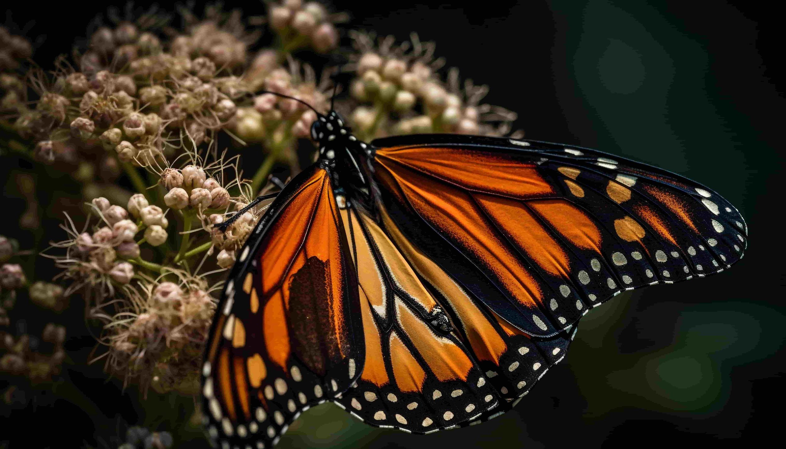Monarch Migration (Iowa) - Bonaventure