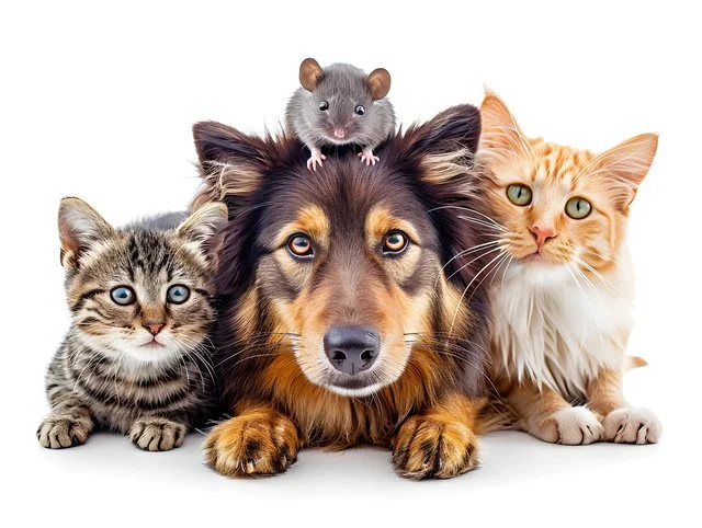The Complete Guide to Pet Cremation: What to Expect and How to Prepare