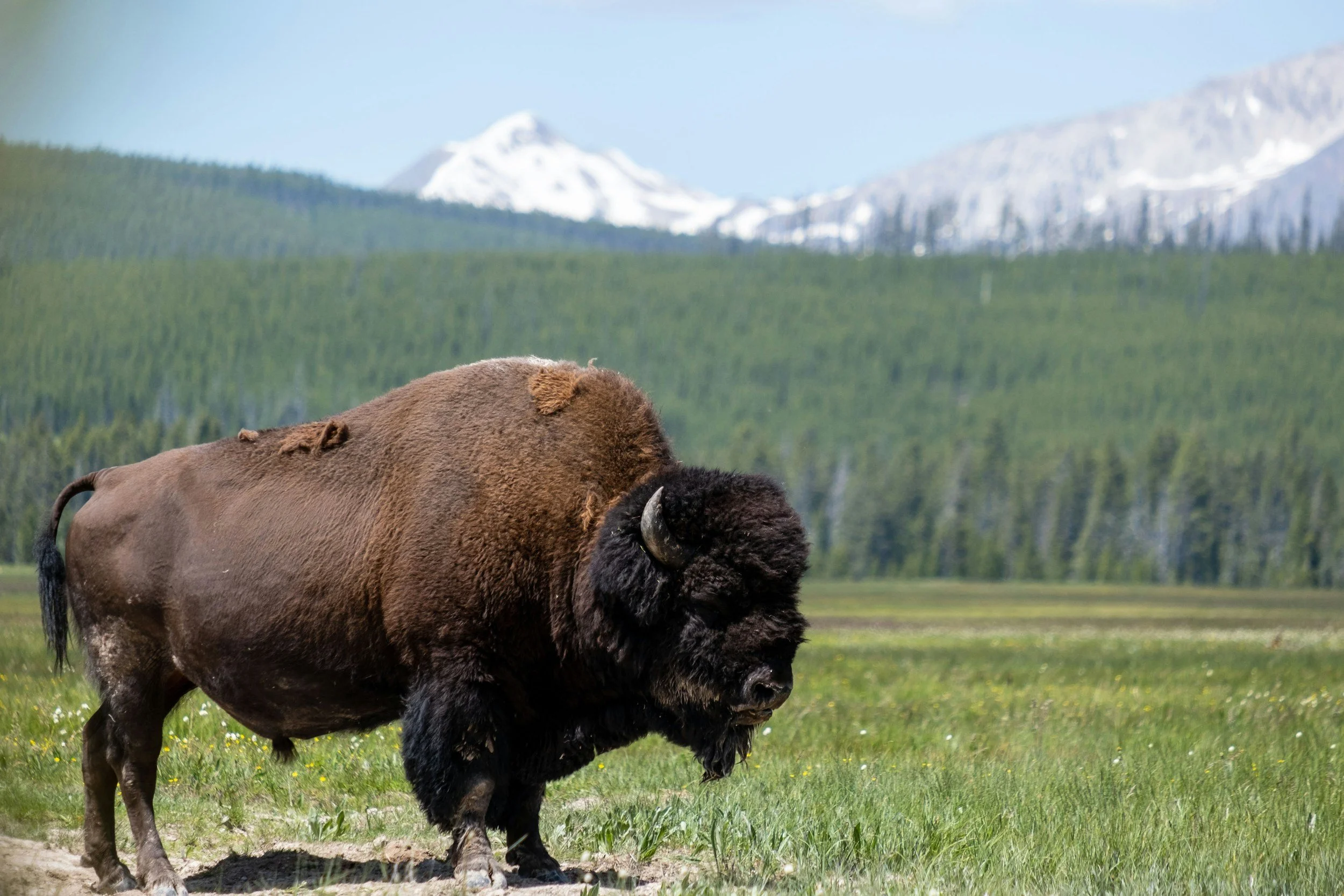 Ash Scattering: Yellowstone, Badlands, Glacier National Park