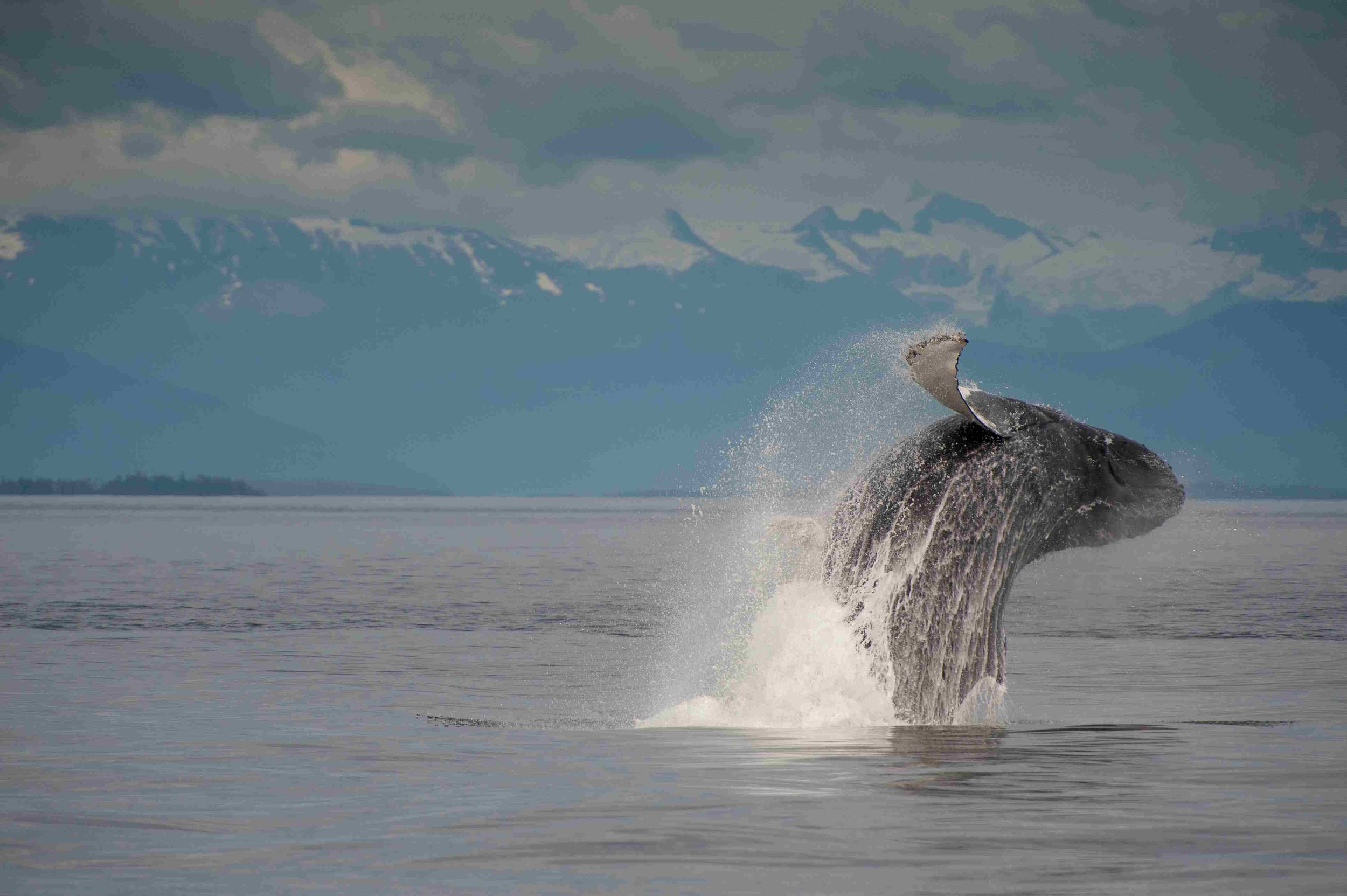 Whale Trail off Ruby Beach - Bonaventure