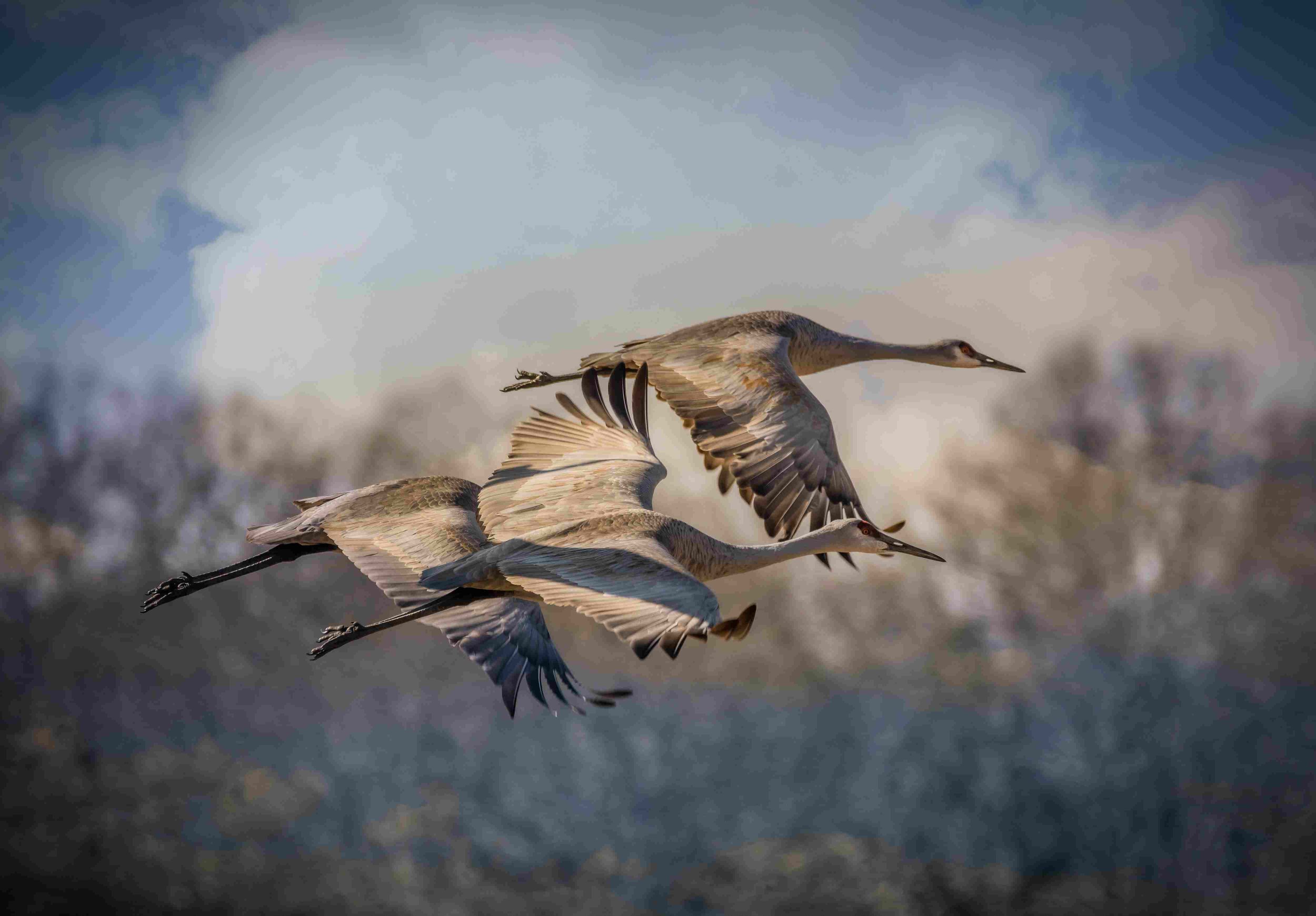 Sandhill Crane Migration (Platte River) - Bonaventure