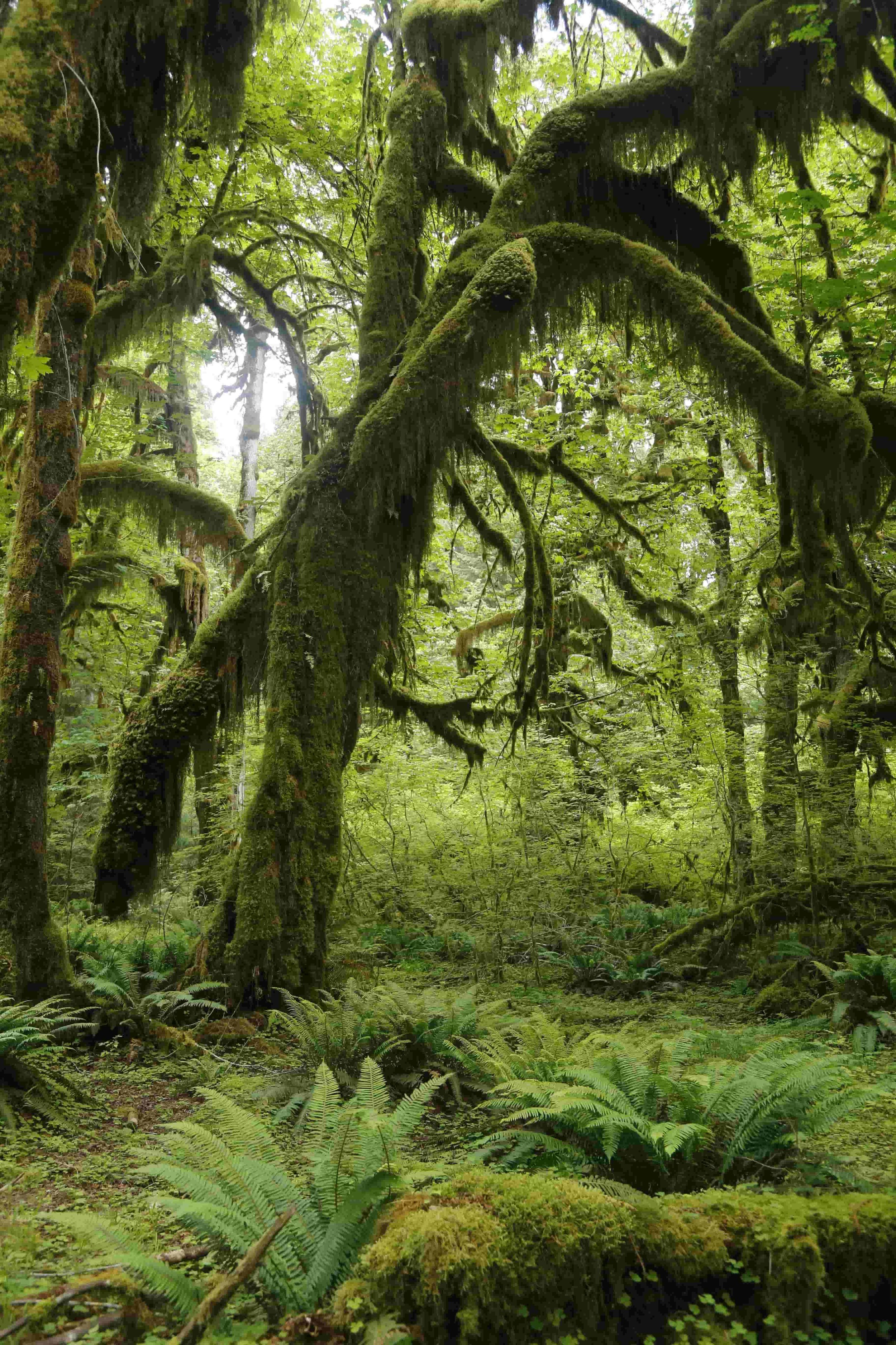 Olympic National Forest - Bonaventure